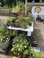 The plants